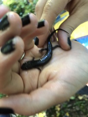 Desmognathus carolinensis