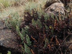 Paragymnopteris marantae marantae