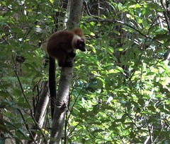 Varecia rubra