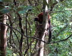 Varecia rubra
