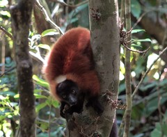 Varecia rubra