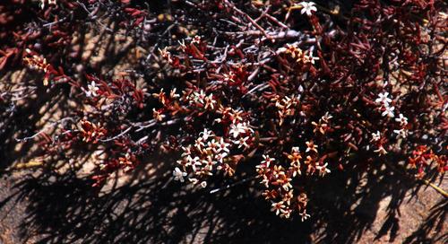 Crassula pustulata