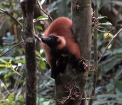 Varecia rubra