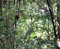 Varecia rubra