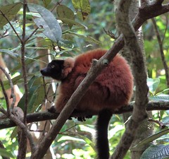 Varecia rubra