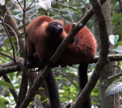 Varecia rubra