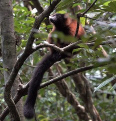 Varecia rubra