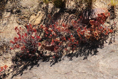 Crassula pustulata