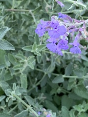 Nepeta racemosa racemosa