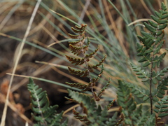 Paragymnopteris marantae marantae