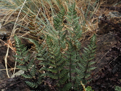 Paragymnopteris marantae marantae