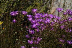 Lampranthus falcatus