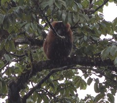 Varecia rubra