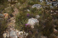 Lampranthus falcatus