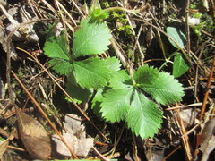 Potentilla canadensis