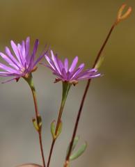 Lampranthus falcatus
