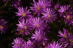 Lampranthus falcatus