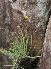 Senecio leptophyllus