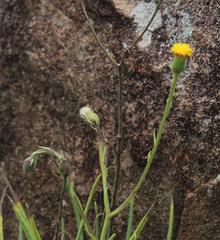 Senecio leptophyllus