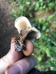 Sarcodon stereosarcinon