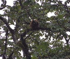 Varecia rubra