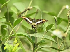 Nymphalidae