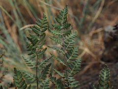 Paragymnopteris marantae marantae