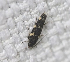 Macrobathra alternatella