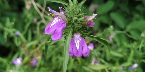 Image of Justicia runyonii by (c) Tereso Hernández Morales, some rights reserved (CC BY)