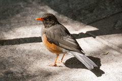 Turdus abyssinicus