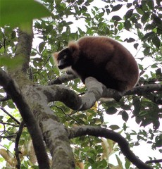 Varecia rubra
