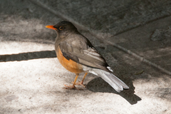 Turdus abyssinicus