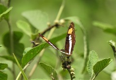 Nymphalidae
