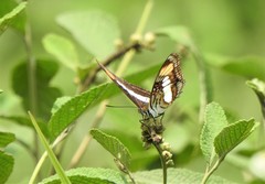 Nymphalidae