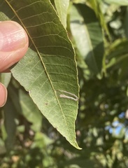 Cameraria caryaefoliella