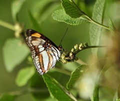 Nymphalidae