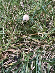 Conocybe apala