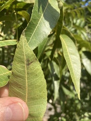 Cameraria caryaefoliella