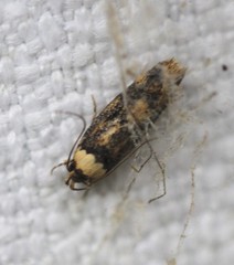 Sphyrelata nefanda