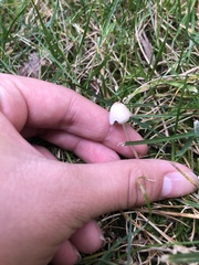 Conocybe apala