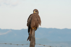 Milvus migrans aegyptius