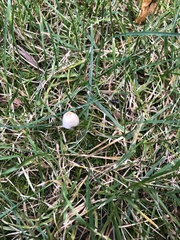 Conocybe apala