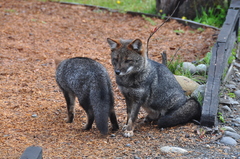 Lycalopex fulvipes