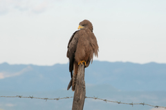 Milvus migrans aegyptius