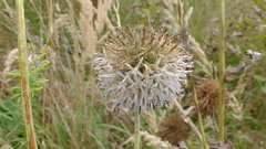 Echinops exaltatus