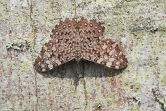 Hamadryas feronia
