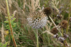Echinops exaltatus