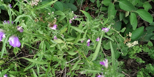 Image of Justicia runyonii by (c) Tereso Hernández Morales, some rights reserved (CC BY)
