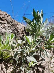 Eriodictyon traskiae traskiae