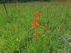 Castilleja tenuifolia